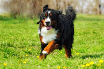 happy Beautiful Bernese mountain dog runs are fun