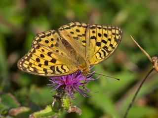 Motley butterfly a perlamutrovka on pink flower