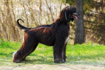 beautiful dog breed Afghan is to show the position