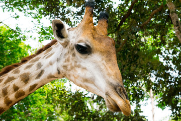 closeup giraffe