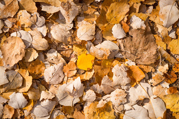 Autumn leaves