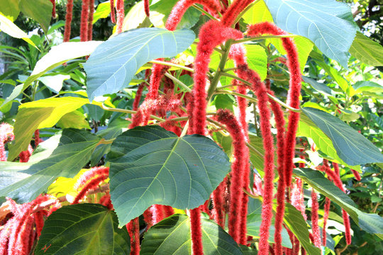 Red Cat's tail flower tree
