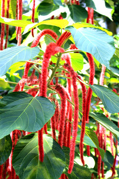 Red Cat's tail flower tree