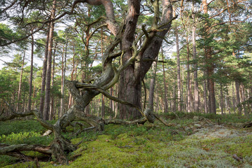 Old pine tree in primeval forest