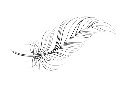 clip art feather, vector