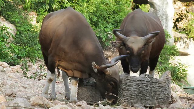couple Banteng or Red Bull, male standing and eat grass in the forest, closeup in HD
