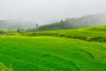 Rice field with fog at Sapa in Vietnam