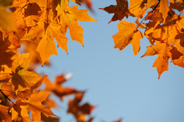 bright autumn leaves against sky