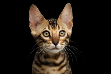 Closeup Portrait of Young Bengal Kitty on Isolated Black Background, Side view
