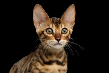 Closeup Portrait of Young Bengal Female Kitty on Isolated Black Background, Side view