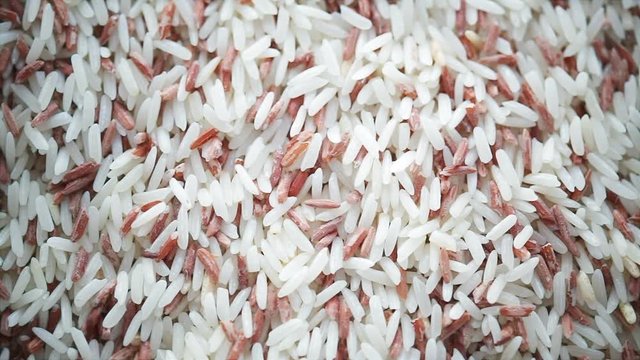 Red flour beetle, science names "Tribolium castaneum" or weevil are on brown rice, closeup in HD