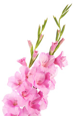 Fototapeta na wymiar Gladiolus