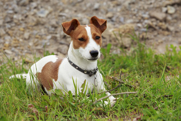 the Jack Russell Terrier dog