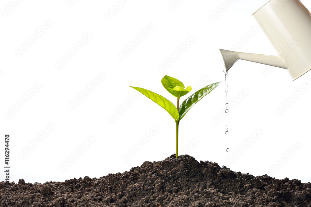 Poster sprout watered from a watering can isolated on white background