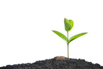 Green sprout growing from seed isolated on white background