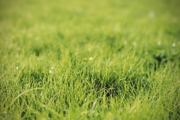 green background by fresh grass, shallow depth of field, vintage filtered style