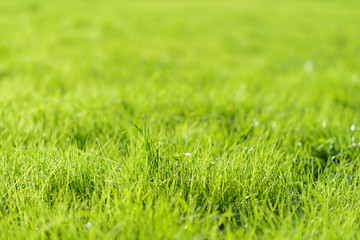 green background by fresh grass