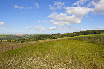 picturesque agricultural landscape