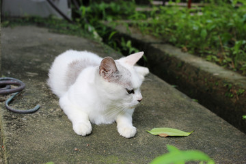 寝そべる白い猫