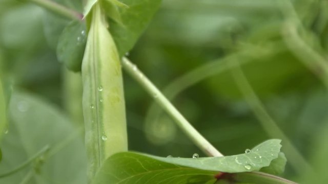 Growing green peas in the shell. 2 Shots. Close-up. Growing green peas in the shell in the drops of dew close up. Focus in - focus out.

