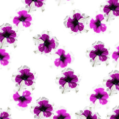 Beautiful floral background isolated purple petunias 