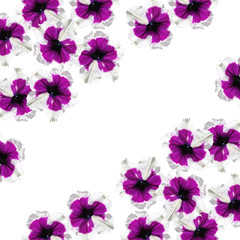 Fototapeta na wymiar Beautiful floral background isolated purple petunias 