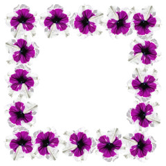 Beautiful floral background isolated purple petunias 