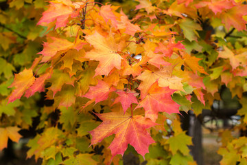 Naklejka na ściany i meble impression of leaves and autumn colors
