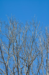 Fototapeta na wymiar Bare Tree Branches in Winter