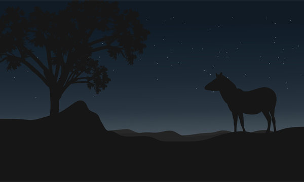 Zebra at night landscape silhouettes