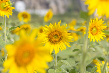 Sunflower field at Khao Jeen Lae, Lopburi, Thailand