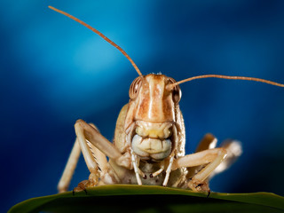 Portrait of a locust. The muzzle is the locusts, macro