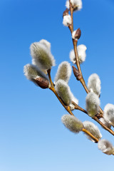 Blossoming willow branches