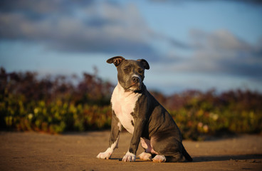 American Pit Bull Terrier puppy sitting on ground with field and purple flowers and sky with clouds...