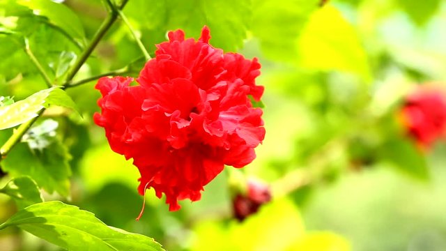 shoeflower in Thailand