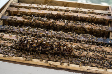 hardworking bees on honeycomb