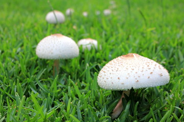 Macro Mushrooms growing in Grass 1
