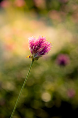 Gomphrena globosa or Fireworks flower. Violet flower in the hard sunlight.