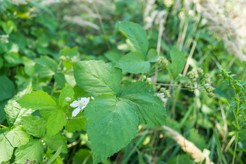 flower blackberry
