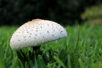 Macro Mushrooms growing in Grass 3