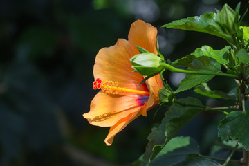 Blumen, Blüte, farbig, Makro