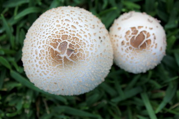 Macro Mushrooms Growing in Grass 4