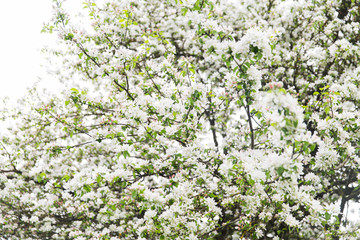 close up of beautiful blooming apple tree branch