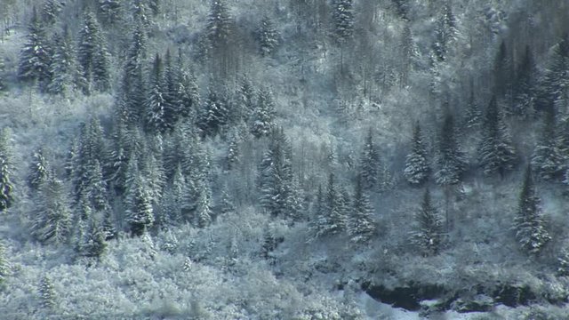 Trees with snow in Alaskan Glacier Park