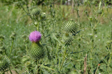 Burdock