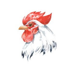 Rooster 2. Watercolor illustration. Isolated on white background