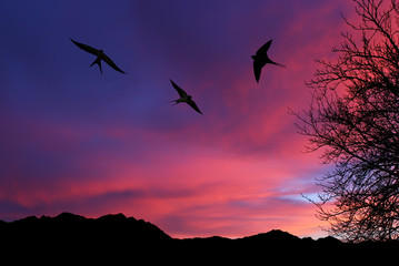 Barn swallow over night sky background