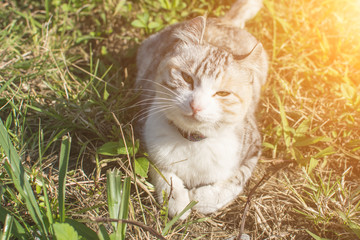 domestic cat in outdoor