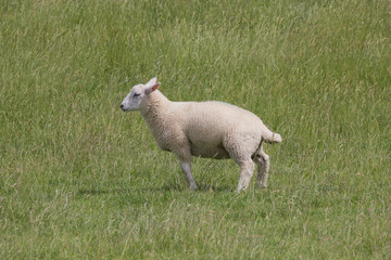 Fototapeta premium Deichschaf