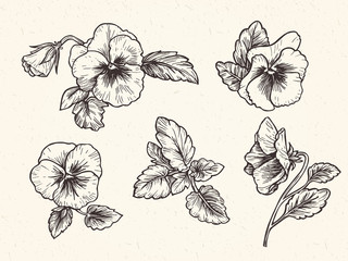 Fototapeta Hand drawn pansy flowers obraz